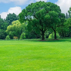 Naturixy™️Evergreen Dwarf Grass Seed
