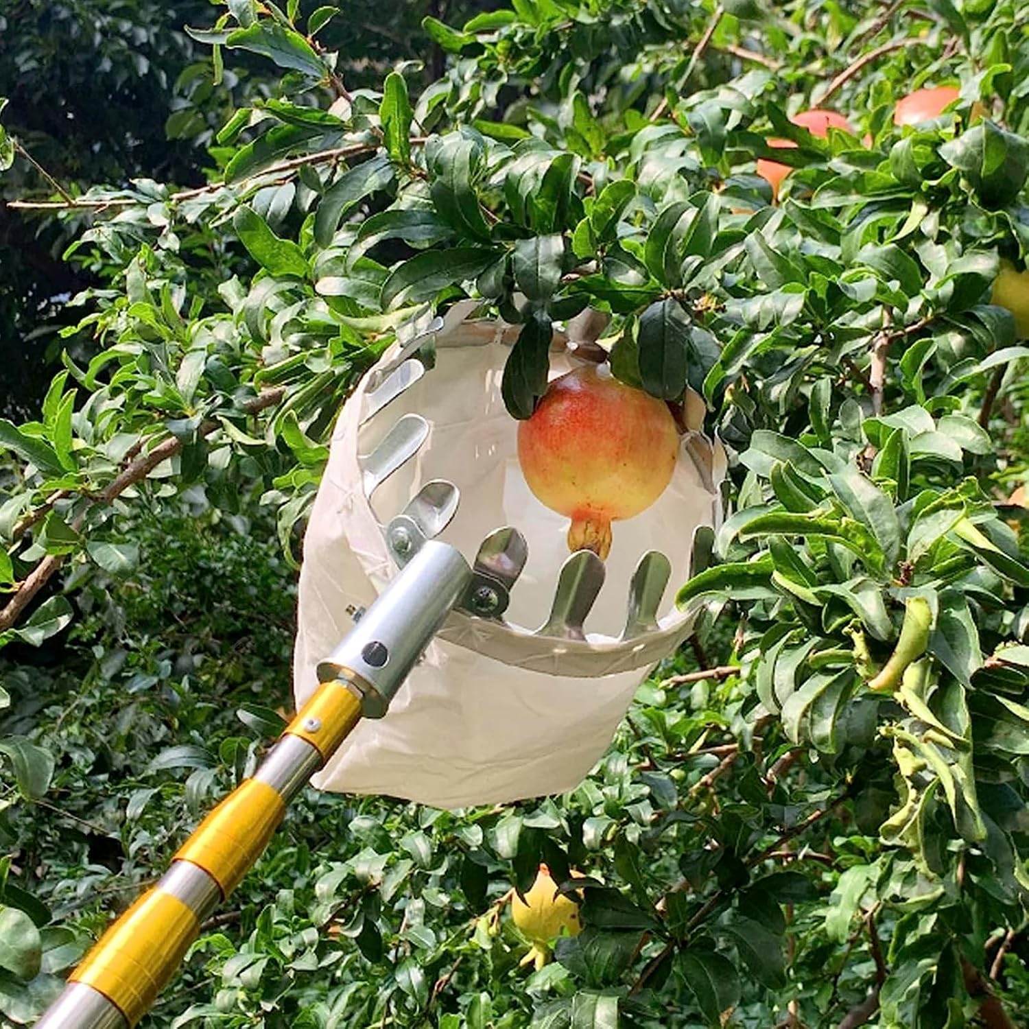 Fruit Picker
